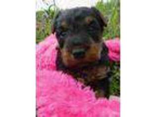 Welsh Terrier Puppy for sale in Chetopa, KS, USA