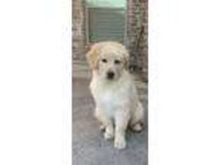 Golden Retriever Puppy for sale in League City, TX, USA