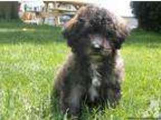 Mutt Puppy for sale in ONSTED, MI, USA