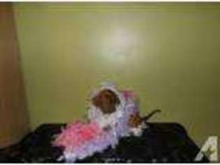Mastiff Puppy for sale in BRANDON, FL, USA