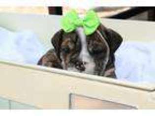 Bulldog Puppy for sale in Bethlehem, GA, USA