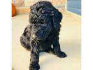 Labradoodle Puppy for sale in Rogers, KY, USA