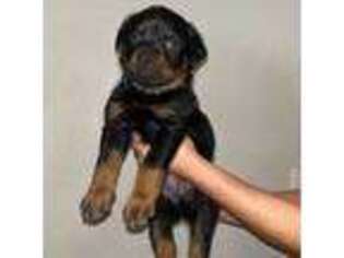 Rottweiler Puppy for sale in Goodyear, AZ, USA