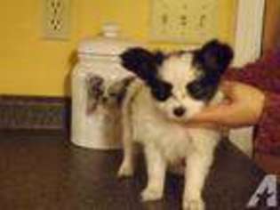 Papillon Puppy for sale in LONDONDERRY, NH, USA