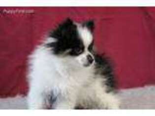 Pomeranian Puppy for sale in Lebanon, MO, USA