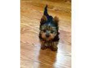 Yorkshire Terrier Puppy for sale in Rochester, NH, USA
