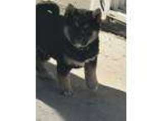 Shiba Inu Puppy for sale in Castle Rock, CO, USA