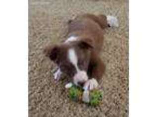 Border Collie Puppy for sale in Springtown, TX, USA