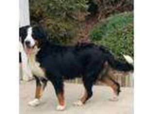 Bernese Mountain Dog Puppy for sale in Winton, CA, USA