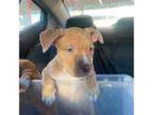American Staffordshire Terrier Puppy for sale in Glen Burnie, MD, USA