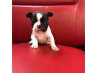 French Bulldog Puppy for sale in Niagara Falls, NY, USA
