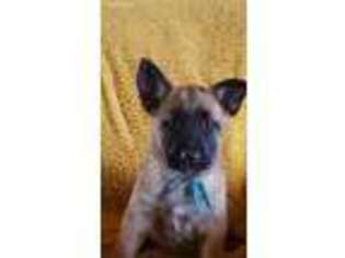Belgian Malinois Puppy for sale in Georgetown, TX, USA