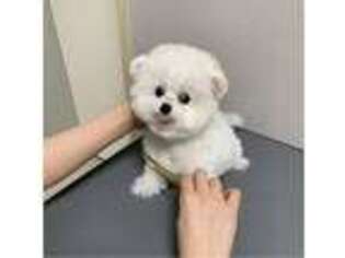 Bichon Frise Puppy for sale in Buffalo, NY, USA