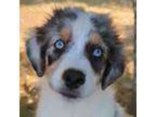 Australian Shepherd Puppy for sale in Springfield, OR, USA