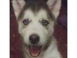 Siberian Husky Puppy for sale in Placentia, CA, USA