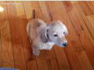 Dachshund Puppy for sale in Hawkeye, IA, USA