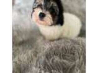 Shorkie Tzu Puppy for sale in Foley, AL, USA