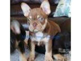 French Bulldog Puppy for sale in Carthage, MO, USA
