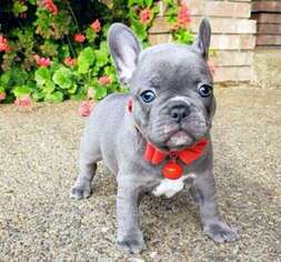 French Bulldog Puppy for sale in Acton, CA, USA