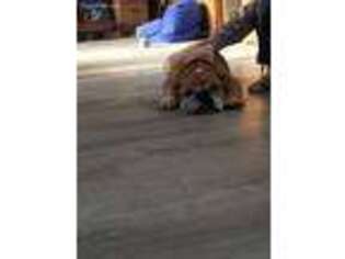 Bulldog Puppy for sale in Coatesville, PA, USA