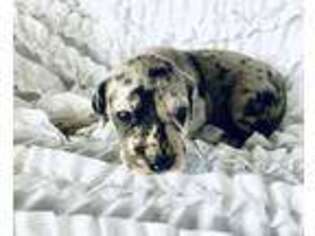 Great Dane Puppy for sale in Borden, IN, USA