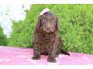 Newfoundland Puppy for sale in Nappanee, IN, USA