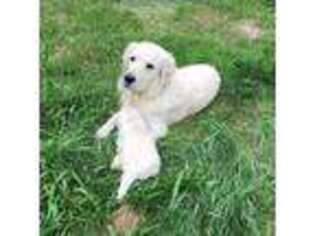 Golden Retriever Puppy for sale in Evergreen, CO, USA