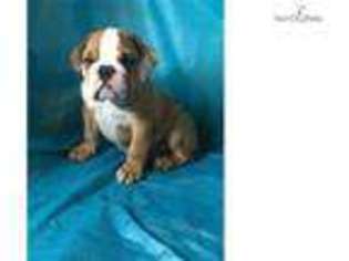 Bulldog Puppy for sale in Worcester, MA, USA