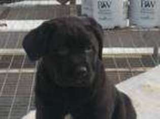 Labrador Retriever Puppy for sale in New Enterprise, PA, USA