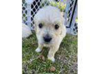 Golden Retriever Puppy for sale in Alabaster, AL, USA