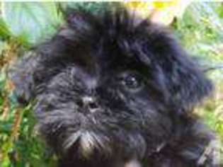 Havanese Puppy for sale in PASADENA, CA, USA