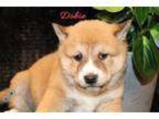 Shiba Inu Puppy for sale in Bernville, PA, USA