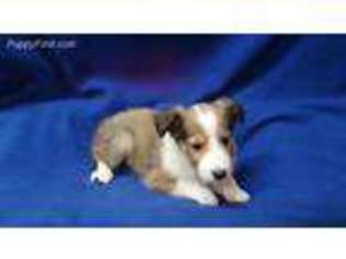 Shetland Sheepdog Puppy for sale in Kit Carson, CO, USA