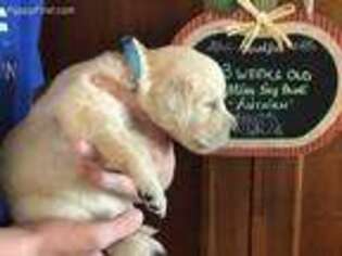 Golden Retriever Puppy for sale in Monticello, FL, USA