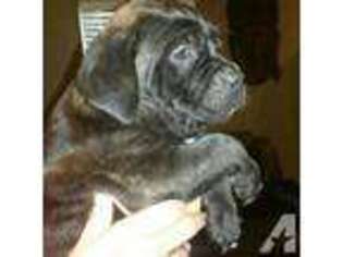 Mutt Puppy for sale in LITHOPOLIS, OH, USA