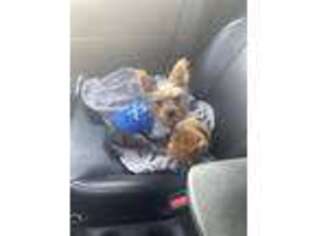 Yorkshire Terrier Puppy for sale in North Attleboro, MA, USA