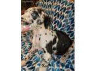 Great Dane Puppy for sale in Chatsworth, GA, USA