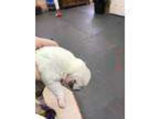 Bulldog Puppy for sale in Livingston, TX, USA