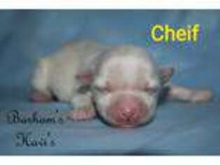 Havanese Puppy for sale in Draper, VA, USA