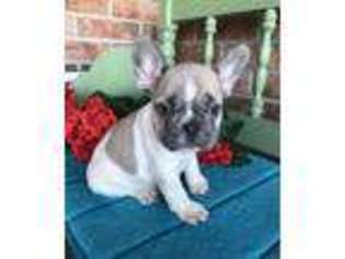 French Bulldog Puppy for sale in Baileyville, KS, USA