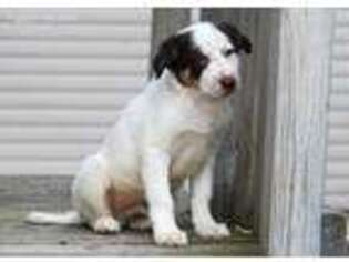 Border Collie Puppy for sale in Beecher City, IL, USA