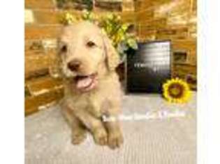 Labradoodle Puppy for sale in Thayer, MO, USA