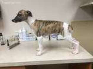 Whippet Puppy for sale in Toledo, OH, USA
