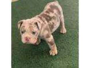 Bulldog Puppy for sale in Oxon Hill, MD, USA