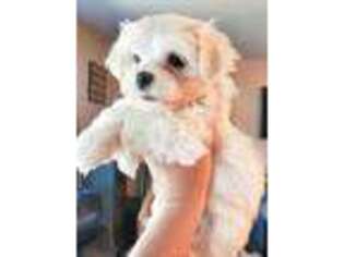 Maltese Puppy for sale in Olathe, KS, USA