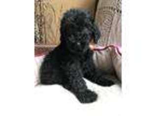 Goldendoodle Puppy for sale in Elgin, IL, USA