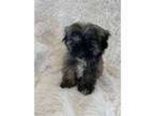 Lhasa Apso Puppy for sale in Ortonville, MI, USA