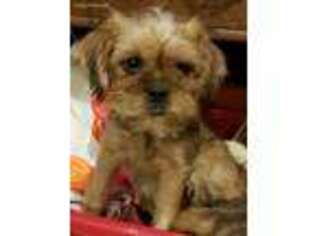 Brussels Griffon Puppy for sale in Newburgh, ME, USA