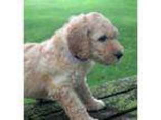 Labradoodle Puppy for sale in Barneveld, WI, USA