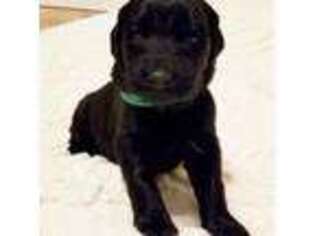 Flat Coated Retriever Puppy for sale in Harrodsburg, KY, USA